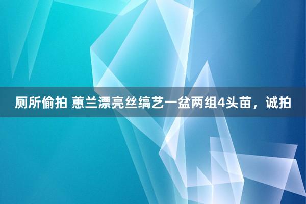 厕所偷拍 蕙兰漂亮丝缟艺一盆两组4头苗，诚拍